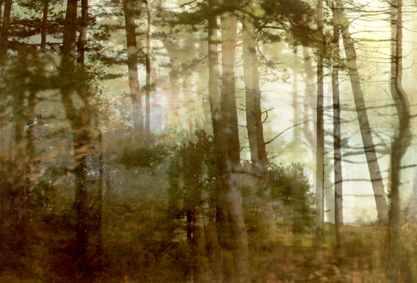 Lisa Holden - Pine Forest I (from Series 