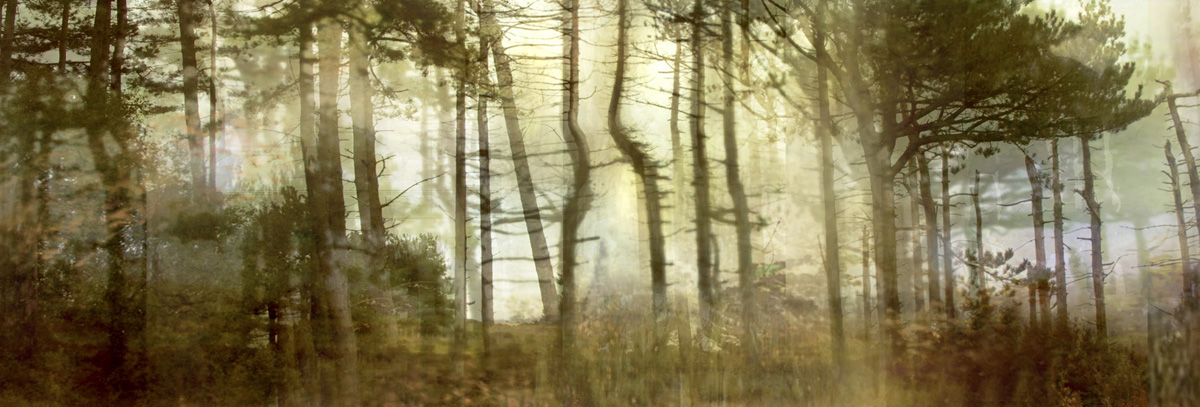 Lisa Holden - Pine Forest (from Series 