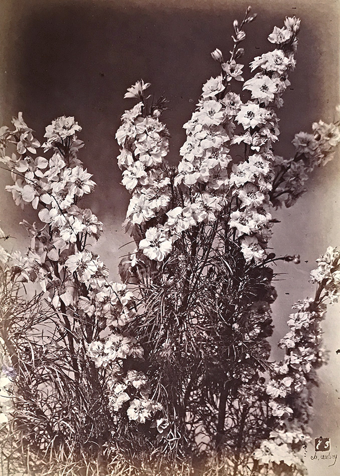 Charles Hippolyte Aubry - Large Bellflowers (Campanule à Grosses Fleurs)