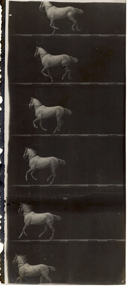Print of Partial Film Strip of a White Horse in Six Frames
