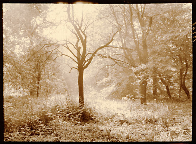 Leonard Misonne - The Bare Tree
