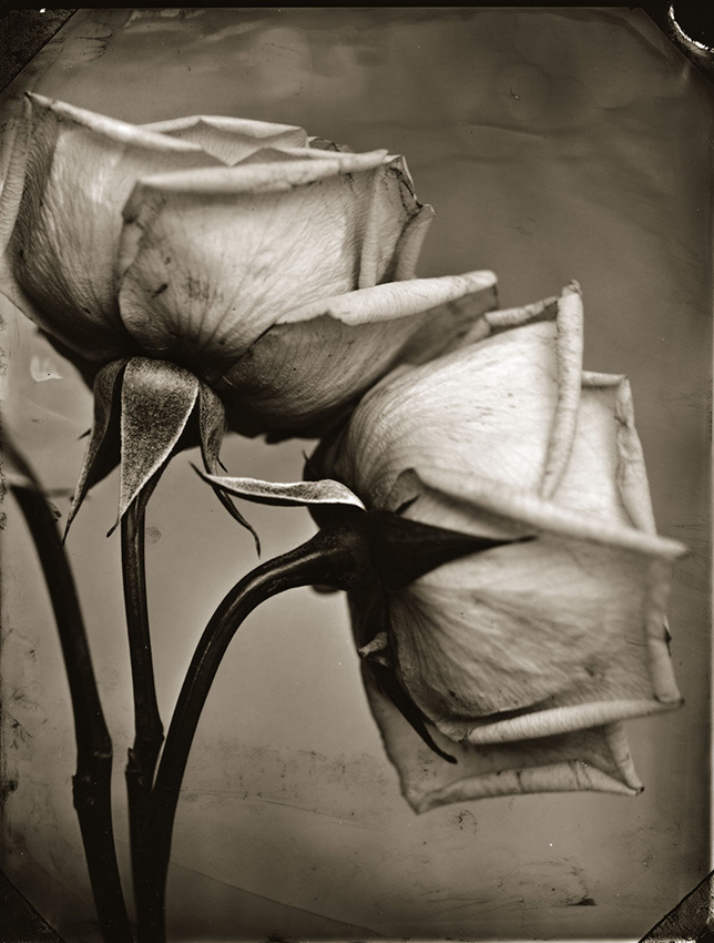 Tom Baril - Two Roses