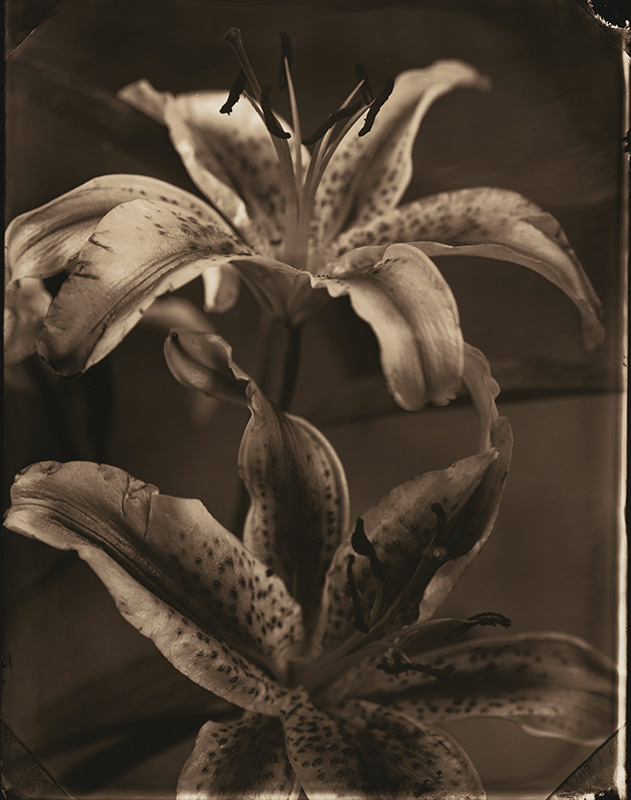 Tom Baril - Lilies