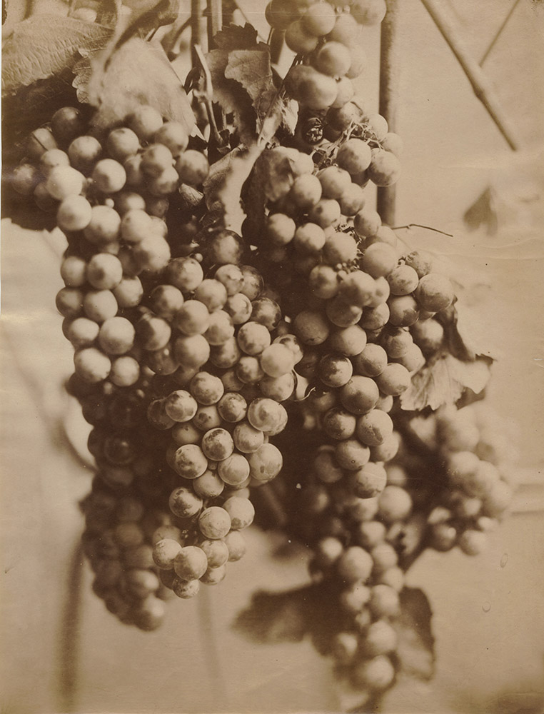 Charles Aubry - Cluster of Grapes (Grappe de Raisin)