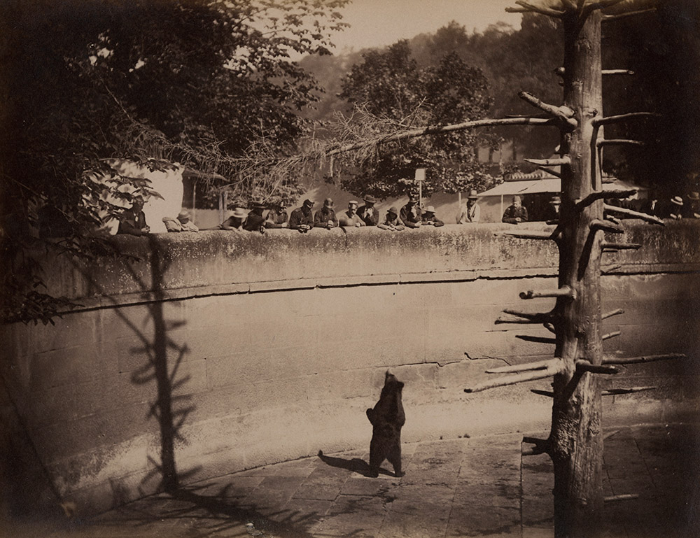 Anonymous - Les Ours, Berne (The Bears, Bern, Switzerland) Anonymous - Les Ours, Berne (The Bears, Bern, Switzerland)