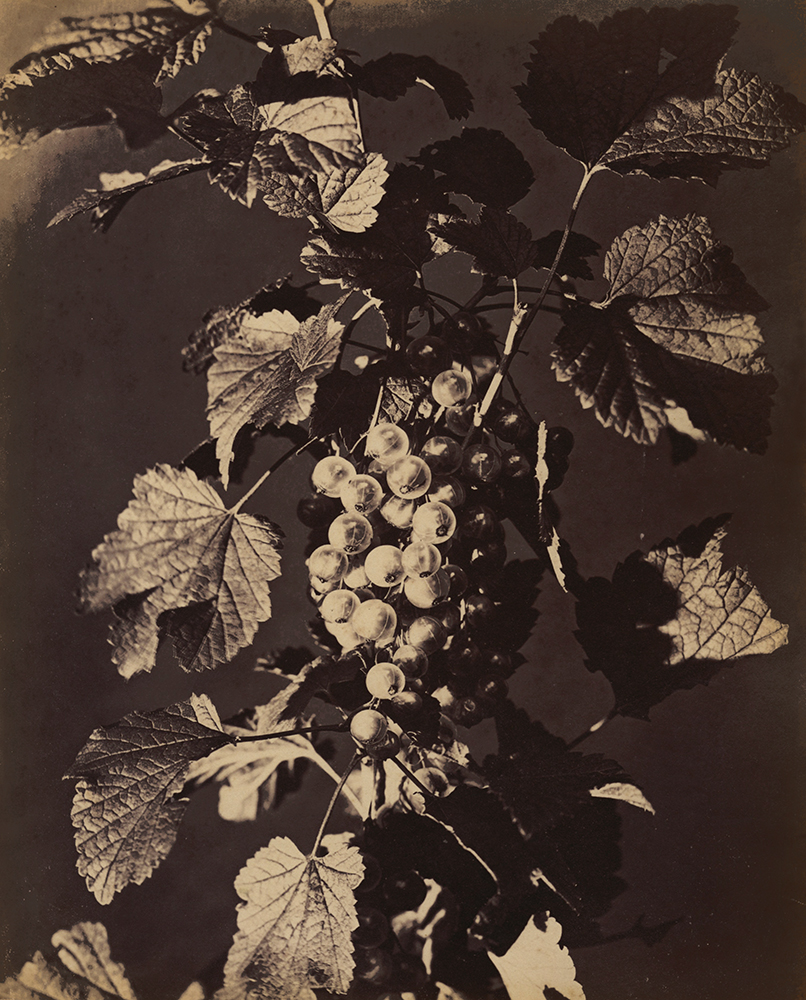 Constant Alexandre Famin - Wine Grapes