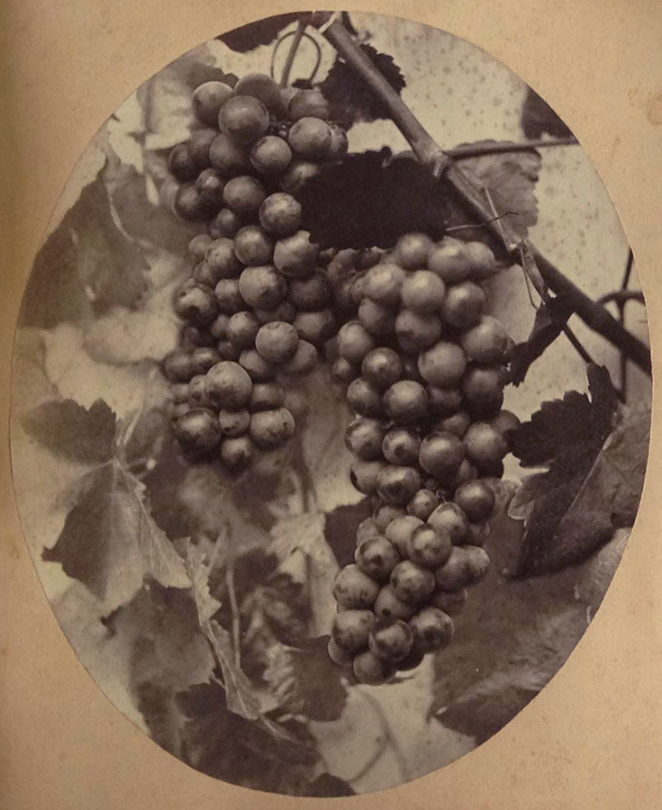 Constant Alexandre Famin - Wine Grapes