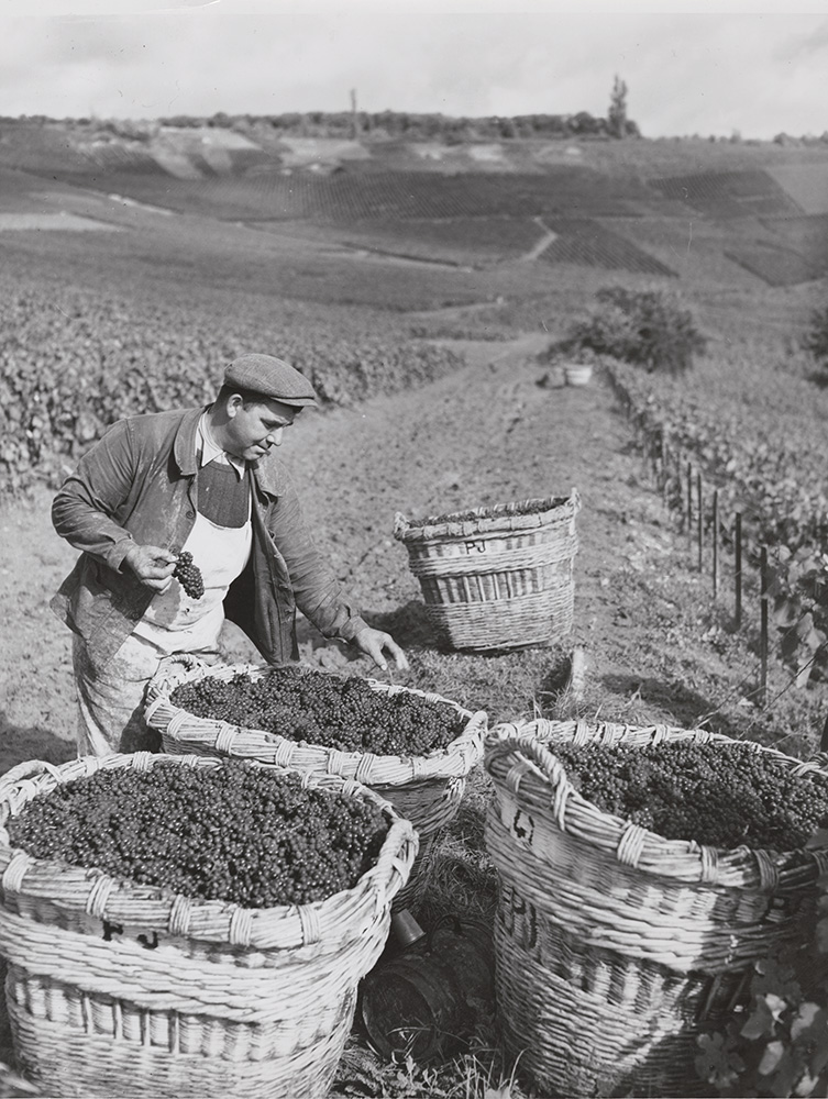 Rene-Jacques (Rene Giton) - Picking the Champagne Grapes