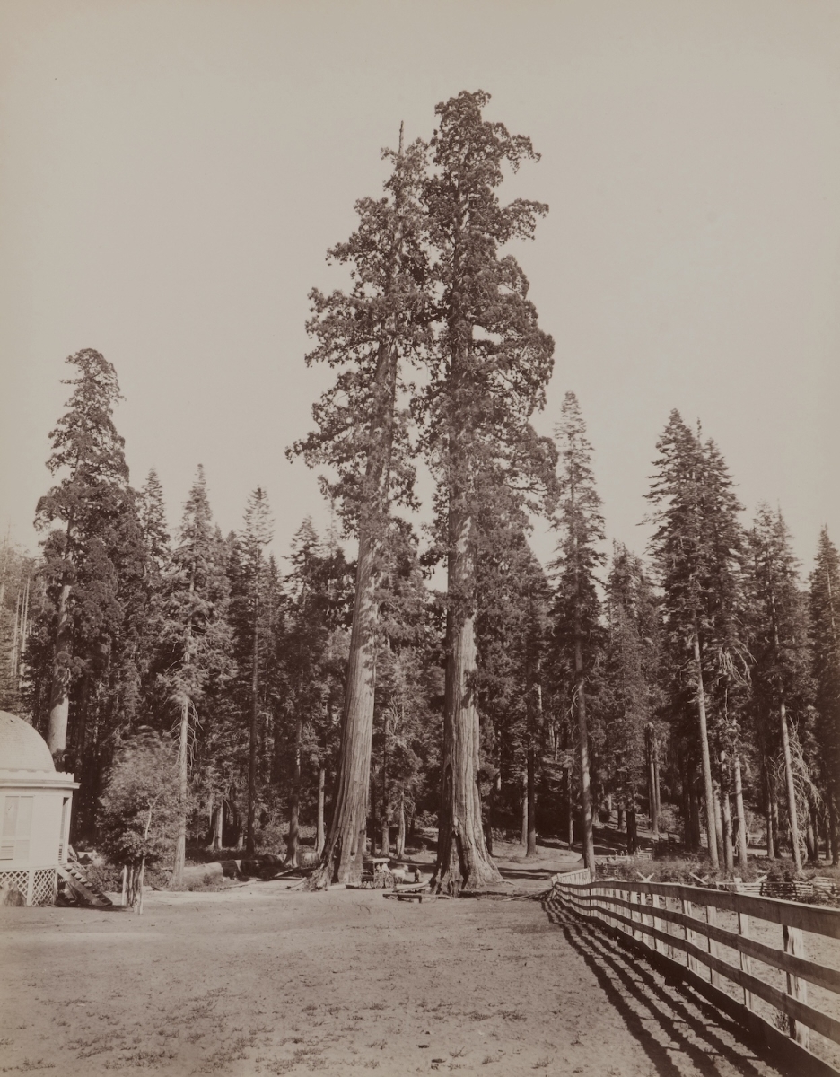 Charles Leander Weed - The Sentinels, 315 feet high. Calaveras Grove, 1864.