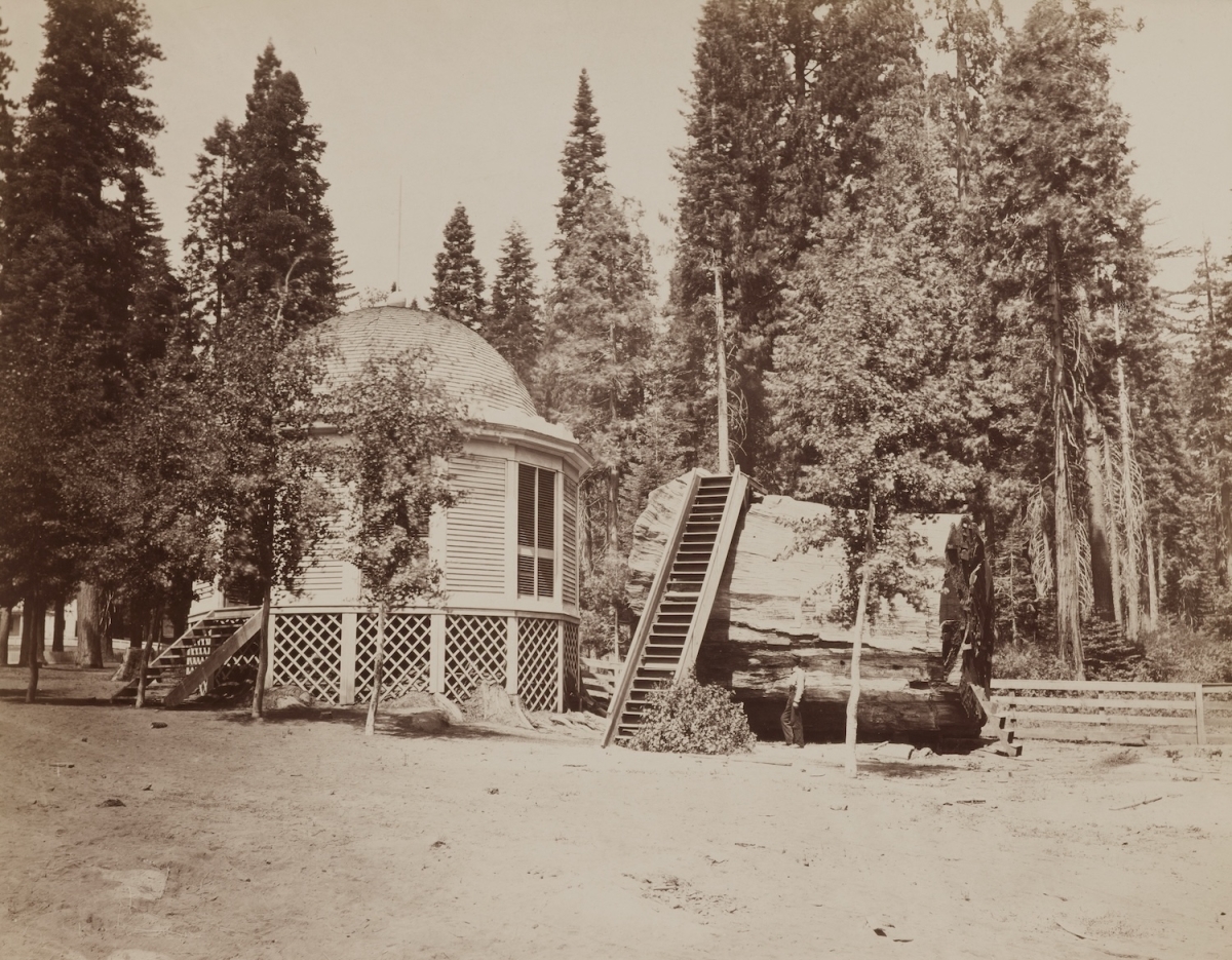 Charles Leander Weed - The Original Big Tree, 32 feet diameter. Calaveras Grove, 1864.