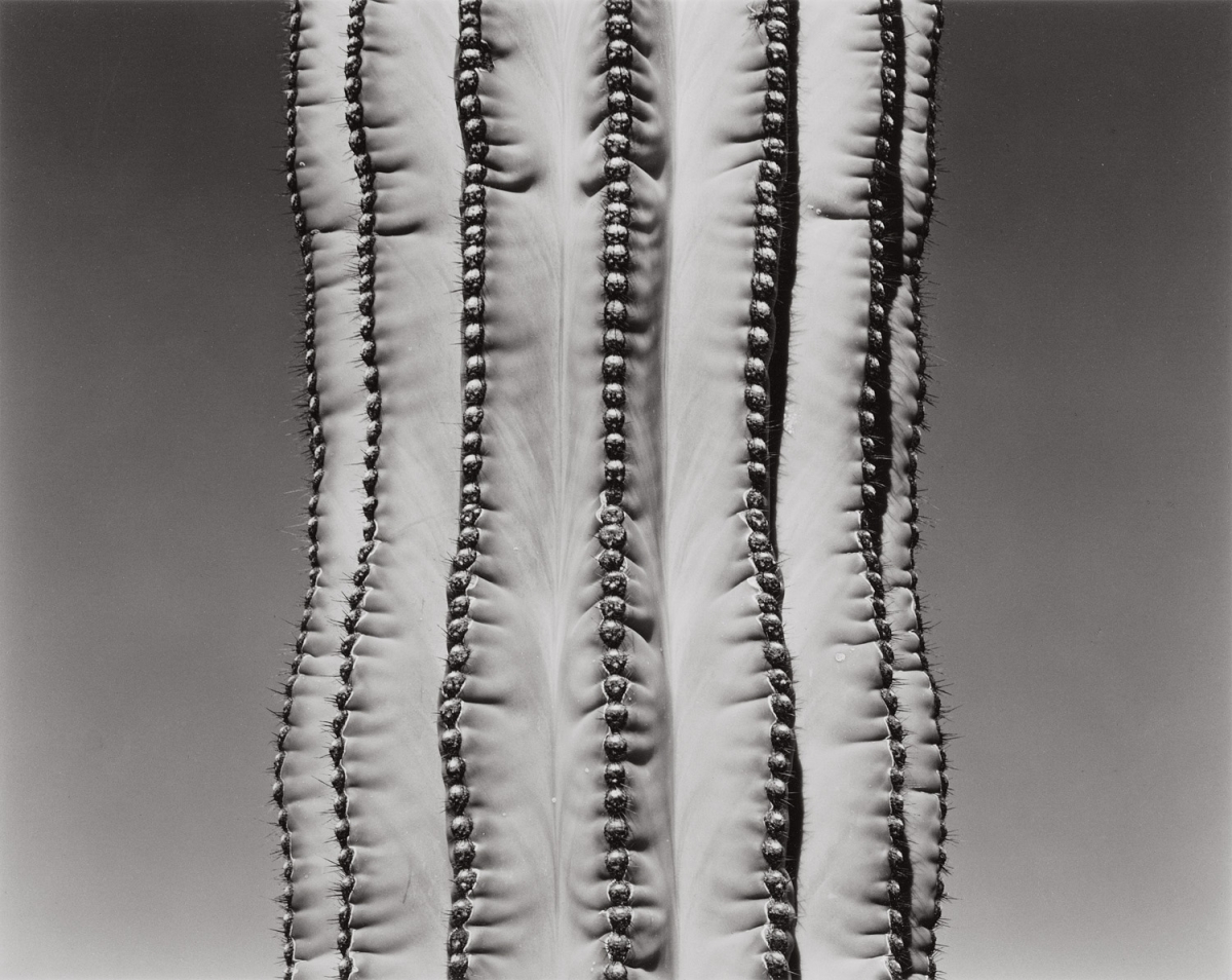 Paula Chamlee - Cataviña, Baja California, Mexico, 2003