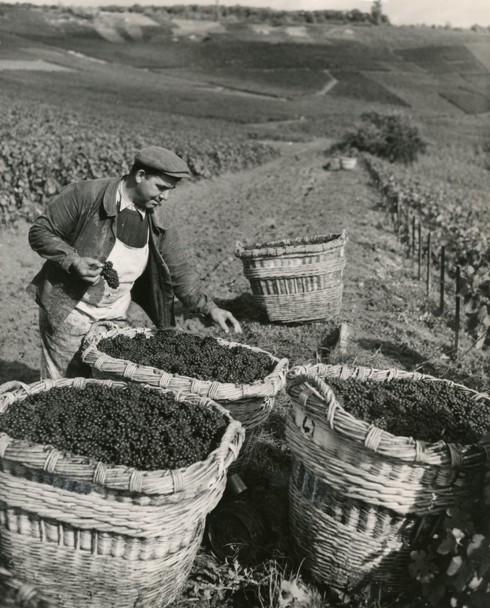 Rene-Jacques (Rene Giton) - Scène de vendanges à Hautvillers, Champagne Perrier-Jouët
