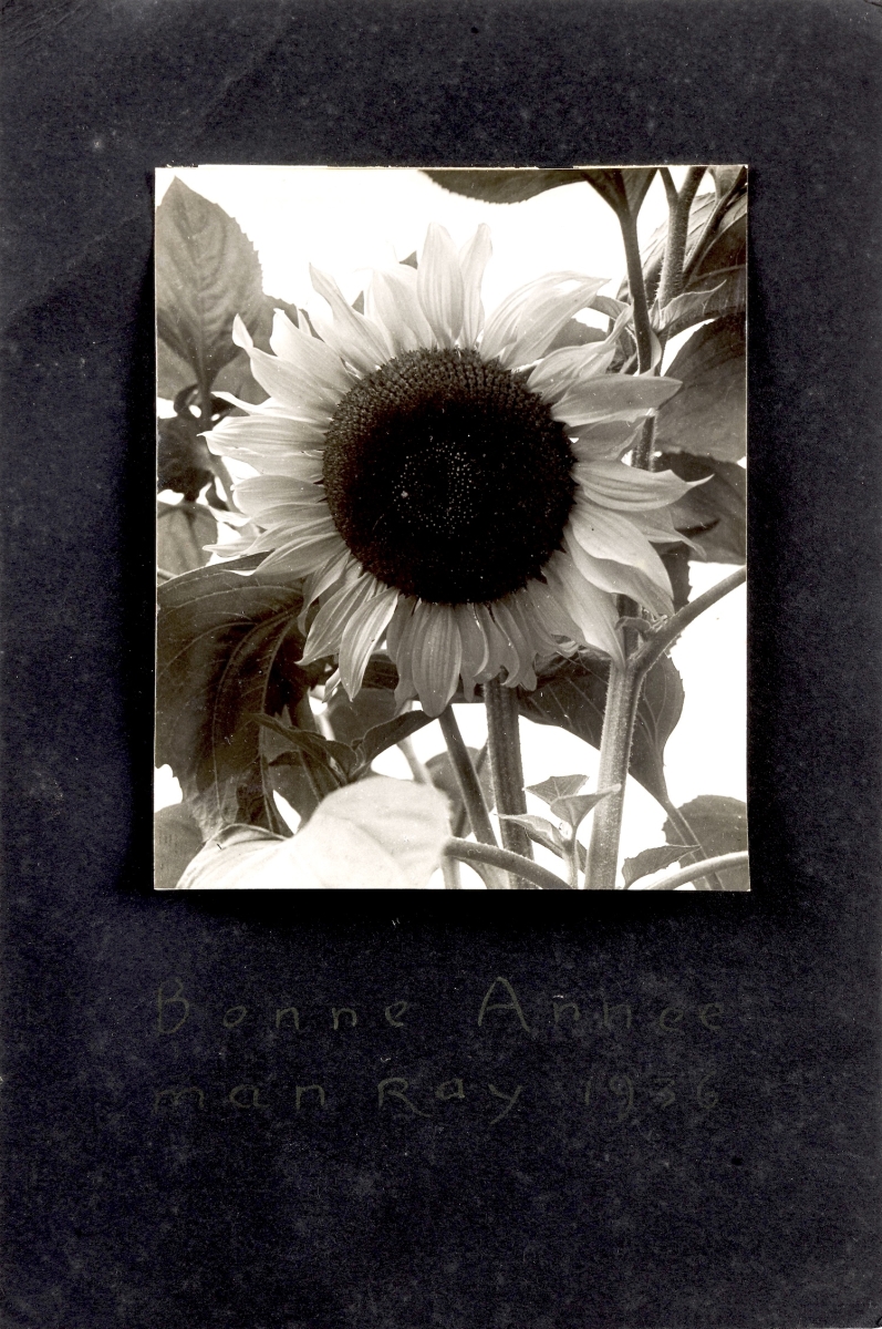 Man Ray - Sunflower