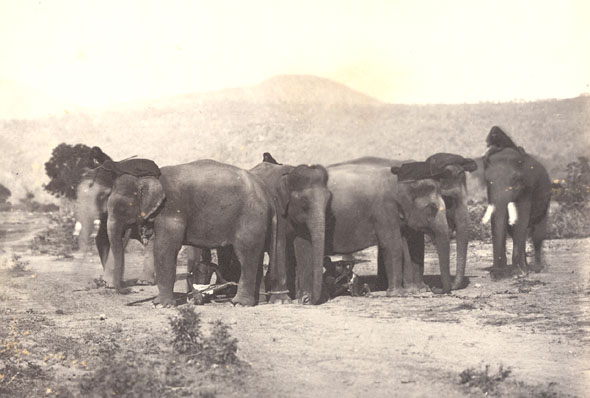 Anonymous - Elephants: Tying Continued and Finished